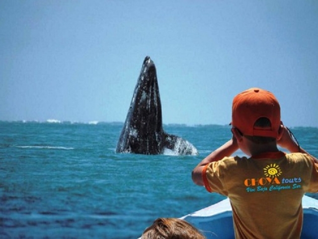  可以近距离观看 